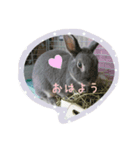 ウサギのごま（個別スタンプ：2）
