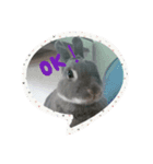 ウサギのごま（個別スタンプ：4）