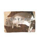ウサギのごま（個別スタンプ：5）