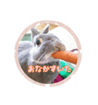ウサギのごま（個別スタンプ：6）