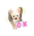 チワワ×プードル かわいいわんこチップ（個別スタンプ：7）