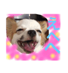 dog.y（個別スタンプ：1）