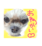 dog.y（個別スタンプ：2）