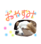 dog.y（個別スタンプ：3）