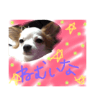 dog.y（個別スタンプ：4）