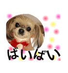 dog.y（個別スタンプ：5）