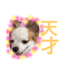 dog.y（個別スタンプ：6）