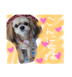 dog.y（個別スタンプ：8）