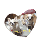 maron_leo（個別スタンプ：3）