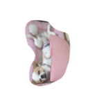 maron_leo（個別スタンプ：7）