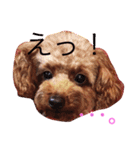 Lovely my dog！！MOG（個別スタンプ：1）