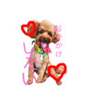 Lovely my dog！！MOG（個別スタンプ：2）
