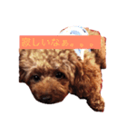Lovely my dog！！MOG（個別スタンプ：4）