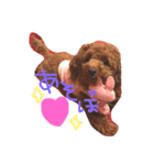Lovely my dog！！MOG（個別スタンプ：8）