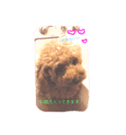 Lovely my dog！！MOG（個別スタンプ：9）