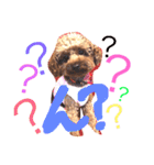 Lovely my dog！！MOG（個別スタンプ：10）