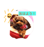 Lovely my dog！！MOG（個別スタンプ：12）