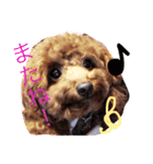Lovely my dog！！MOG（個別スタンプ：13）
