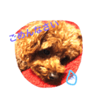 Lovely my dog！！MOG（個別スタンプ：15）