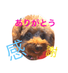 Lovely my dog！！MOG（個別スタンプ：16）