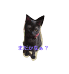 きにゃる（個別スタンプ：1）