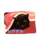 きにゃる（個別スタンプ：2）