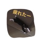 きにゃる（個別スタンプ：4）