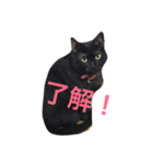 きにゃる（個別スタンプ：5）