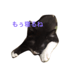 きにゃる（個別スタンプ：6）