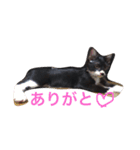 きにゃる（個別スタンプ：7）