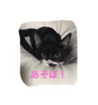 きにゃる（個別スタンプ：8）