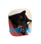 きにゃる（個別スタンプ：16）