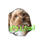 どこでもモア〜1（個別スタンプ：15）