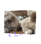 我が家の犬遊び（個別スタンプ：8）