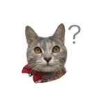 ねこの菜乃花さん（個別スタンプ：5）