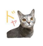 ねこの菜乃花さん（個別スタンプ：12）