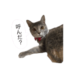ねこの菜乃花さん（個別スタンプ：16）