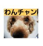 エステINポポ（個別スタンプ：30）