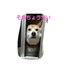 うちのトロ（個別スタンプ：8）