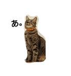 ねこすたんぷ  by Satomi（個別スタンプ：1）