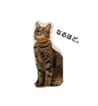 ねこすたんぷ  by Satomi（個別スタンプ：2）