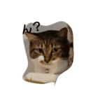 ねこすたんぷ  by Satomi（個別スタンプ：3）