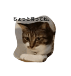 ねこすたんぷ  by Satomi（個別スタンプ：4）