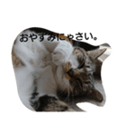 ねこすたんぷ  by Satomi（個別スタンプ：5）