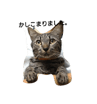 ねこすたんぷ  by Satomi（個別スタンプ：6）