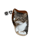 ねこすたんぷ  by Satomi（個別スタンプ：7）