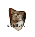 ねこすたんぷ  by Satomi（個別スタンプ：8）