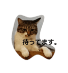 ねこすたんぷ  by Satomi（個別スタンプ：10）