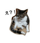 ねこすたんぷ  by Satomi（個別スタンプ：11）