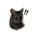 ねこすたんぷ  by Satomi（個別スタンプ：12）